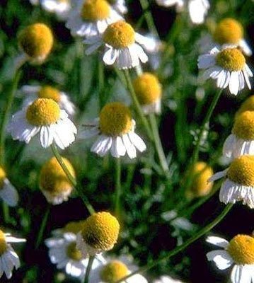 Chamomile